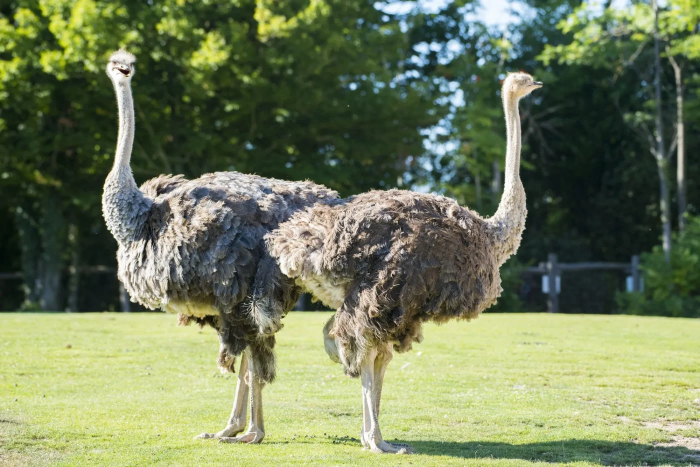 Autruche1