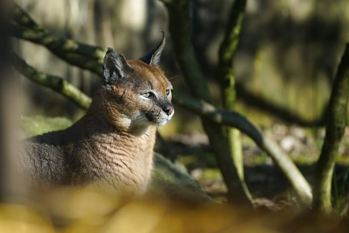 Caracal1