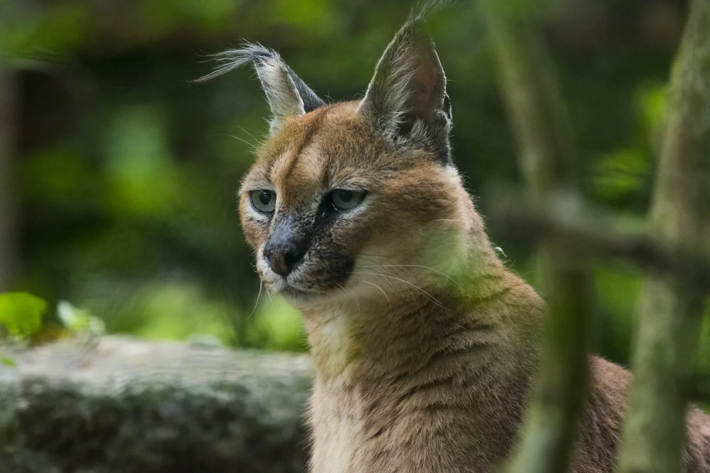 Caracal4