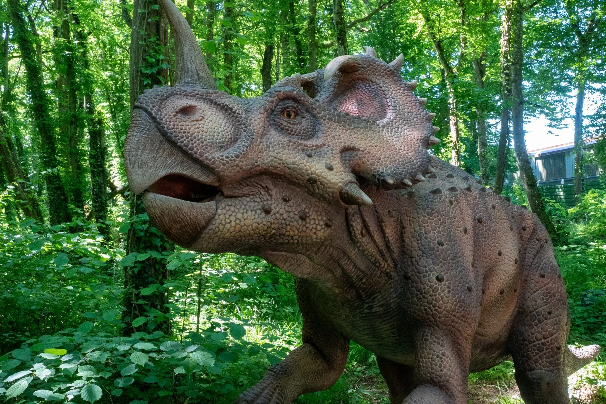 Centrosaurus 