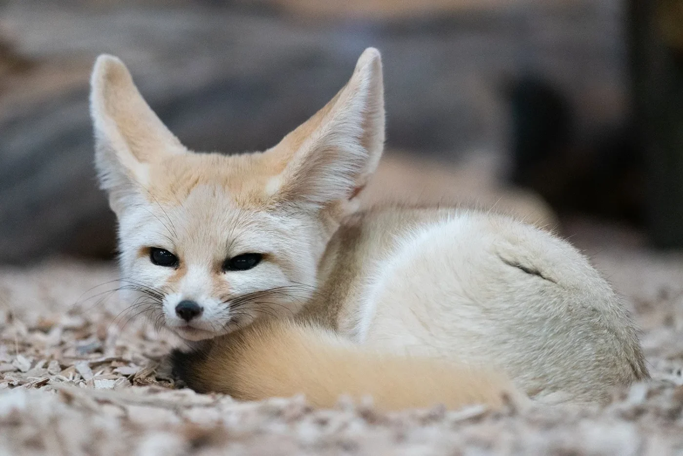 Fennec