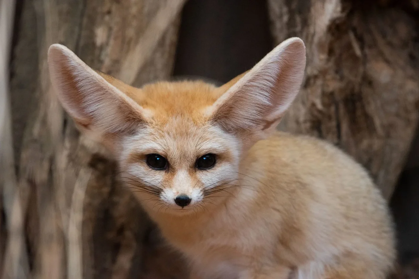 Fennec_2
