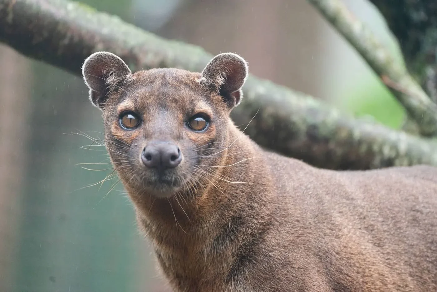 Fossa_1