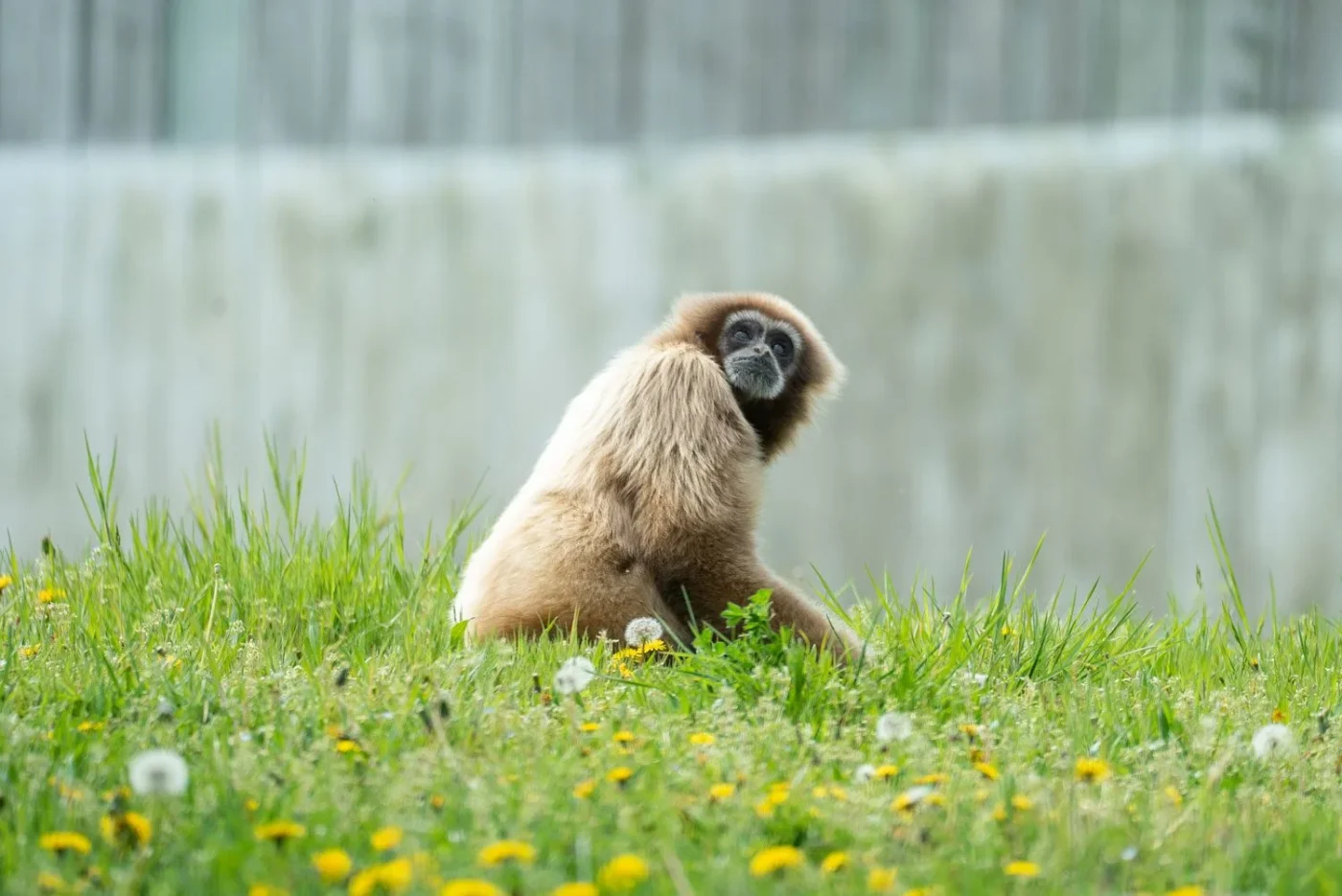 Gibbon-3