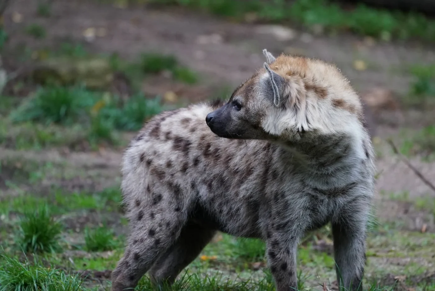 Hyene4