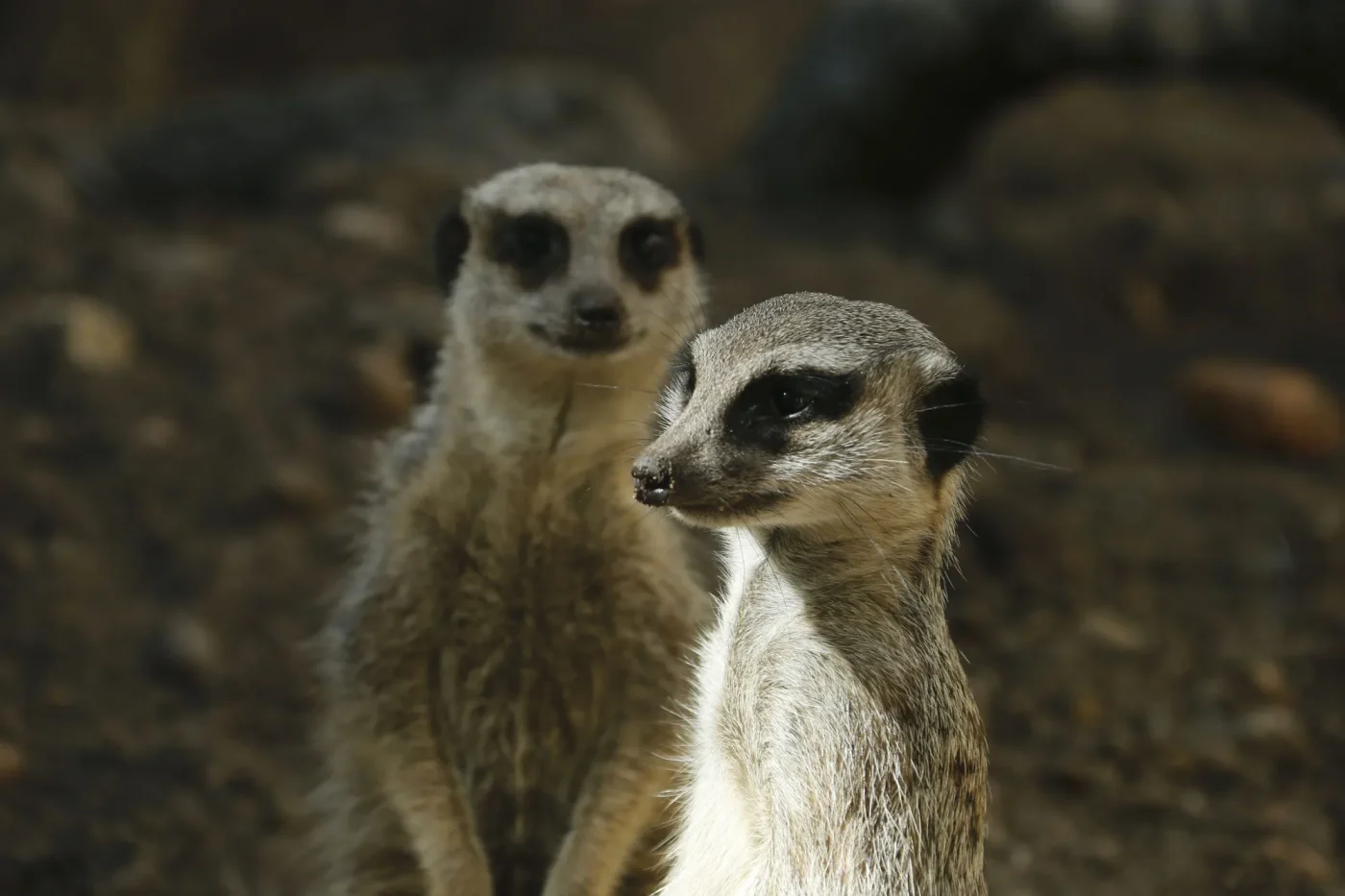 Suricate3