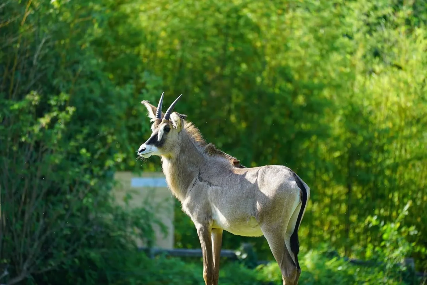 antilope_rouanne_5