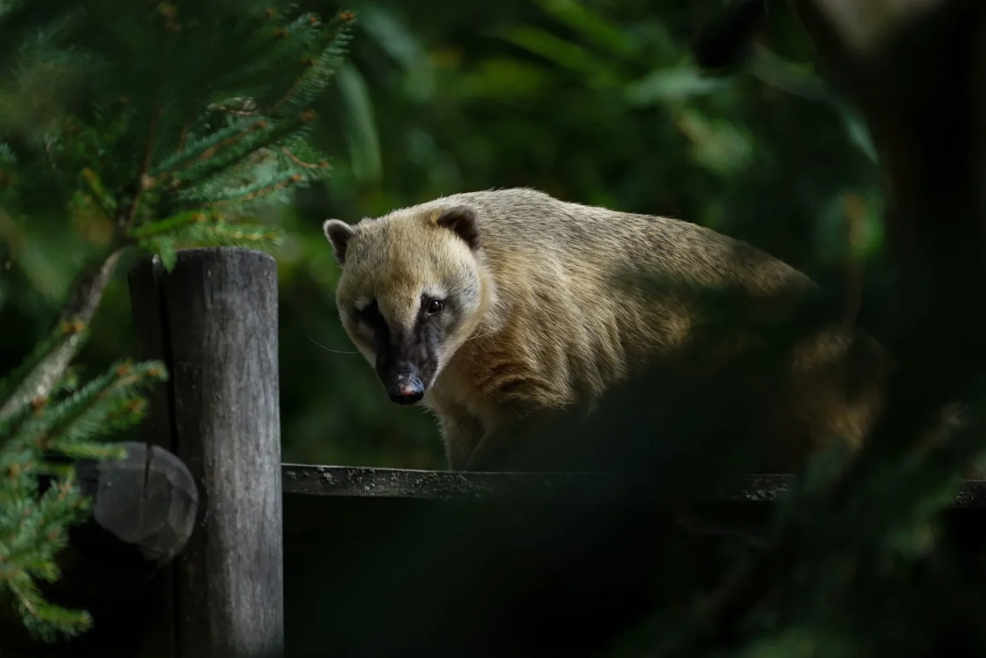 coati2