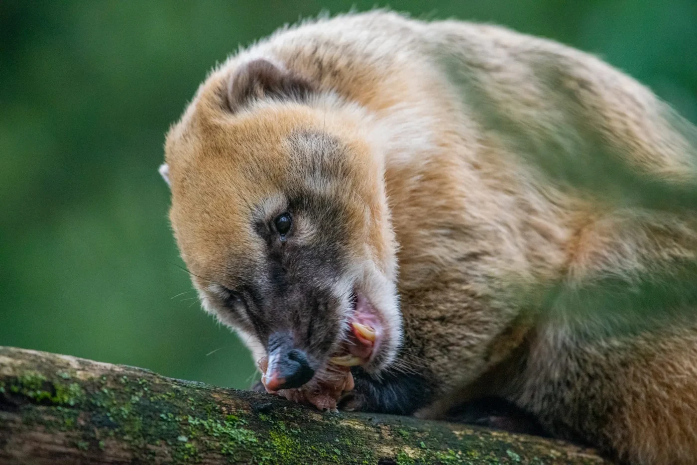 coati4