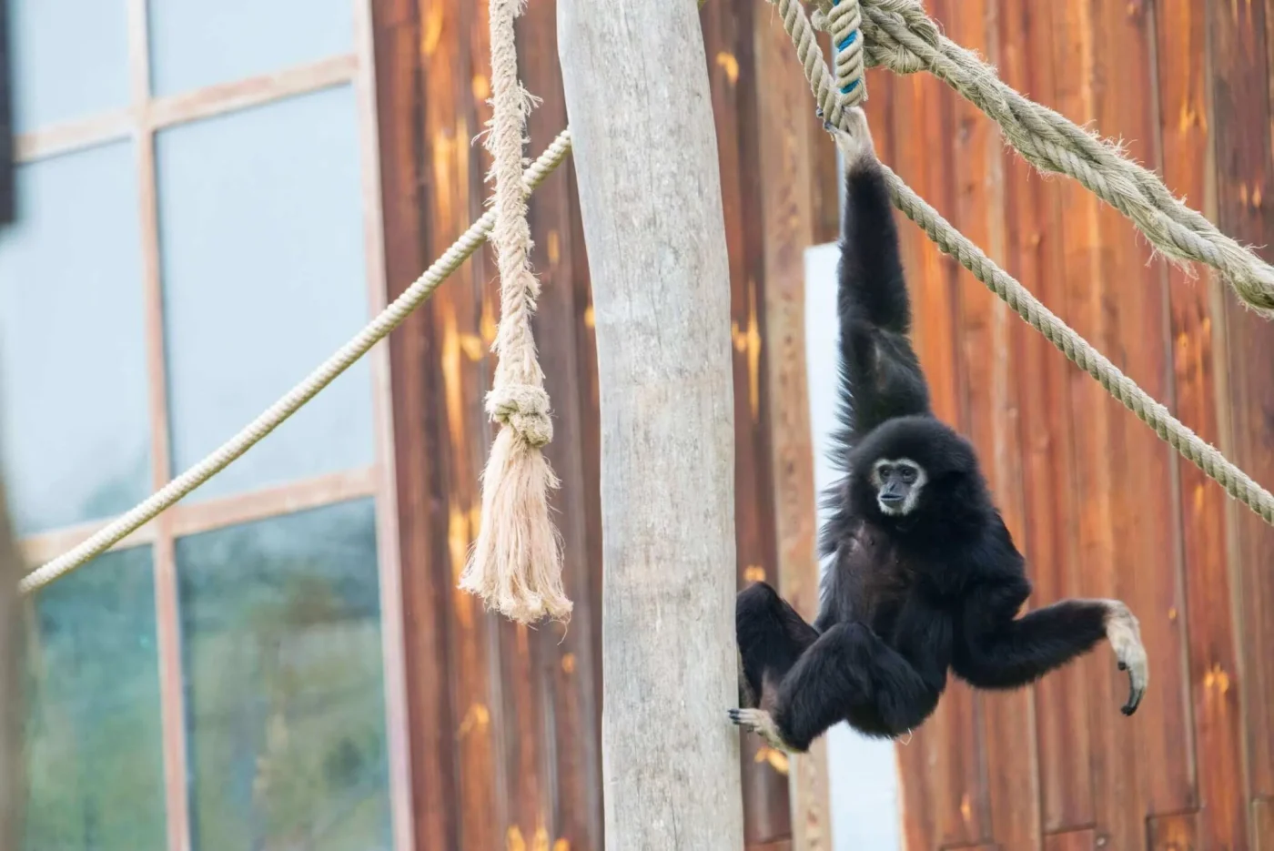 gibbon-lar-zoo-amneville