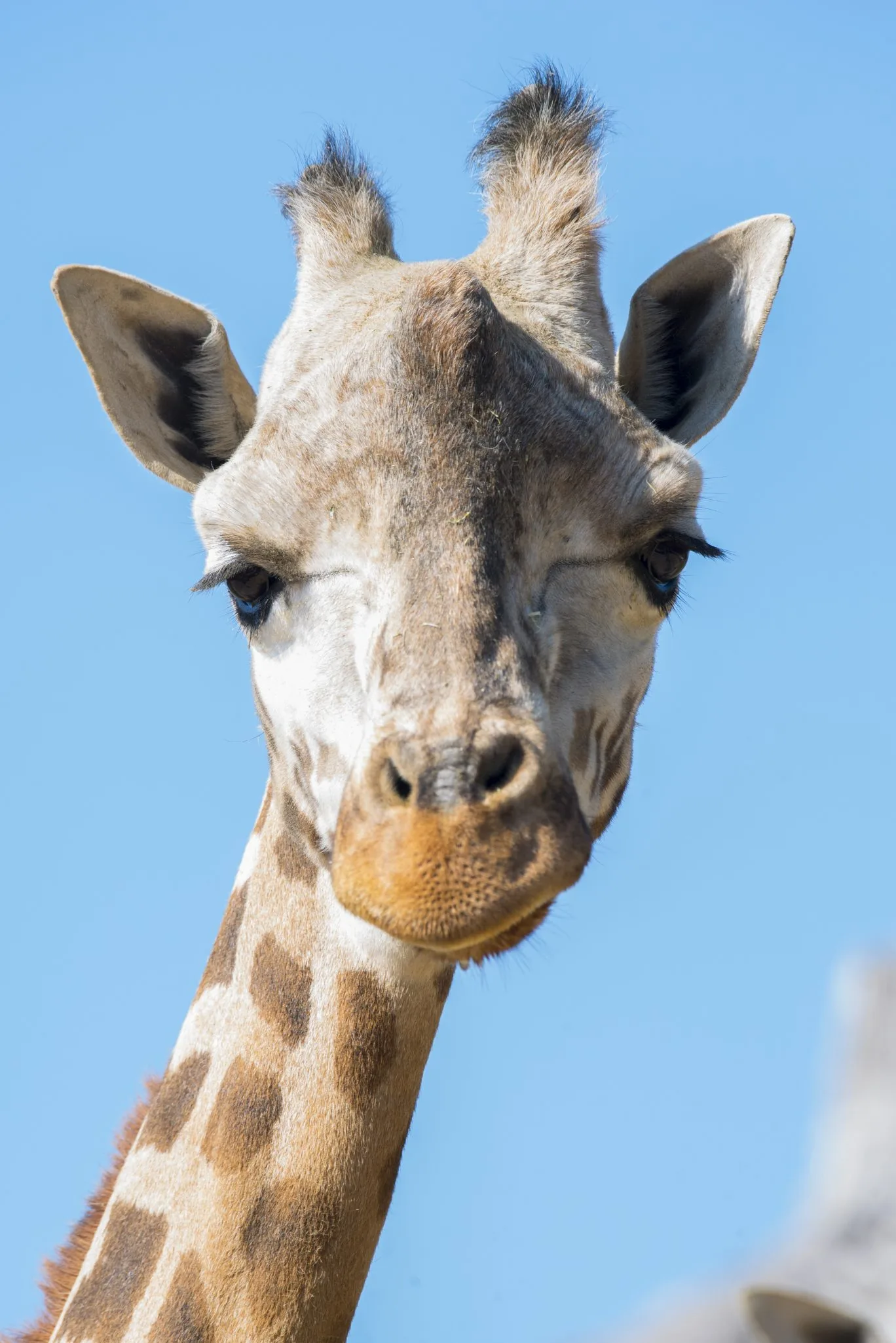 girafe4