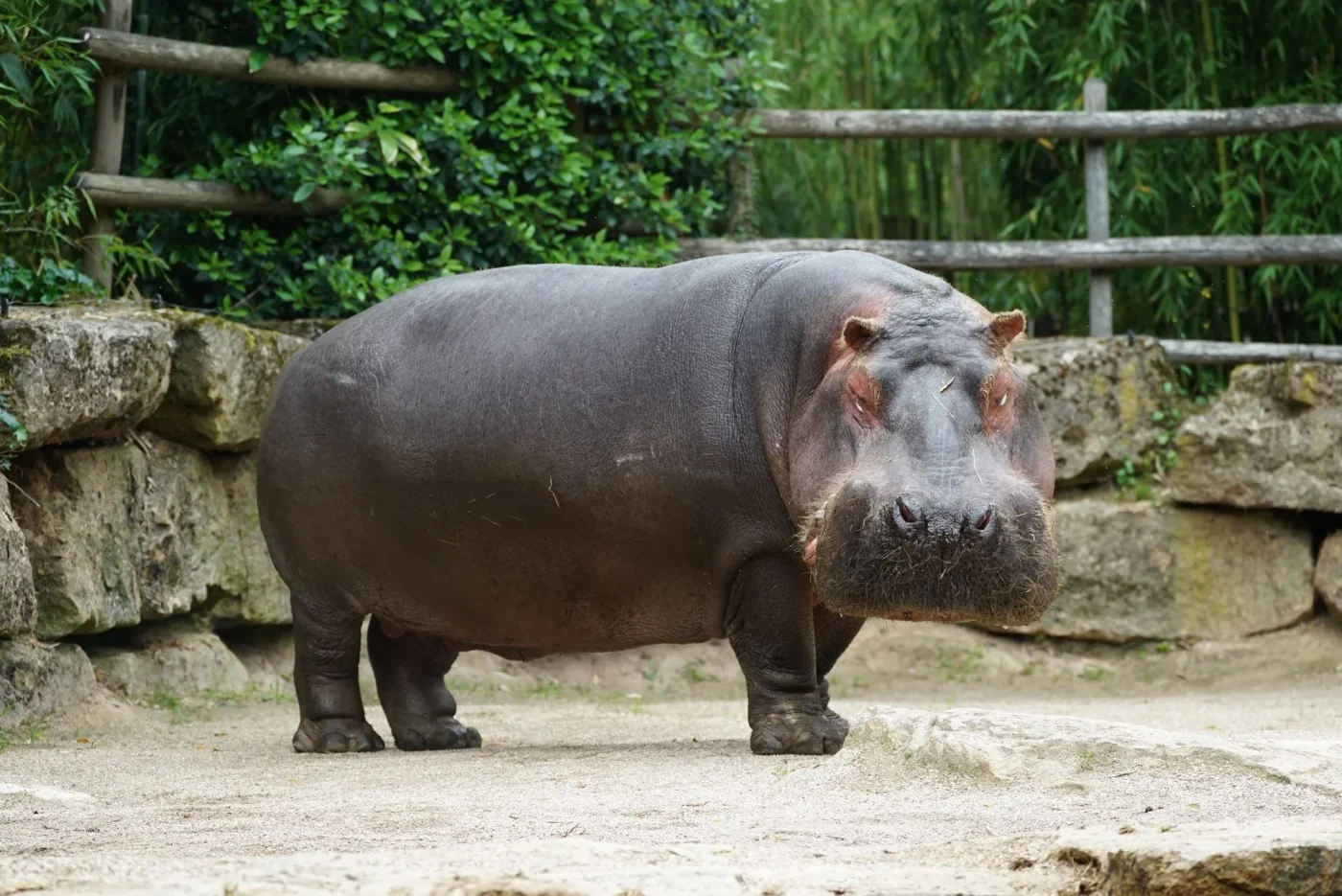 hippo4