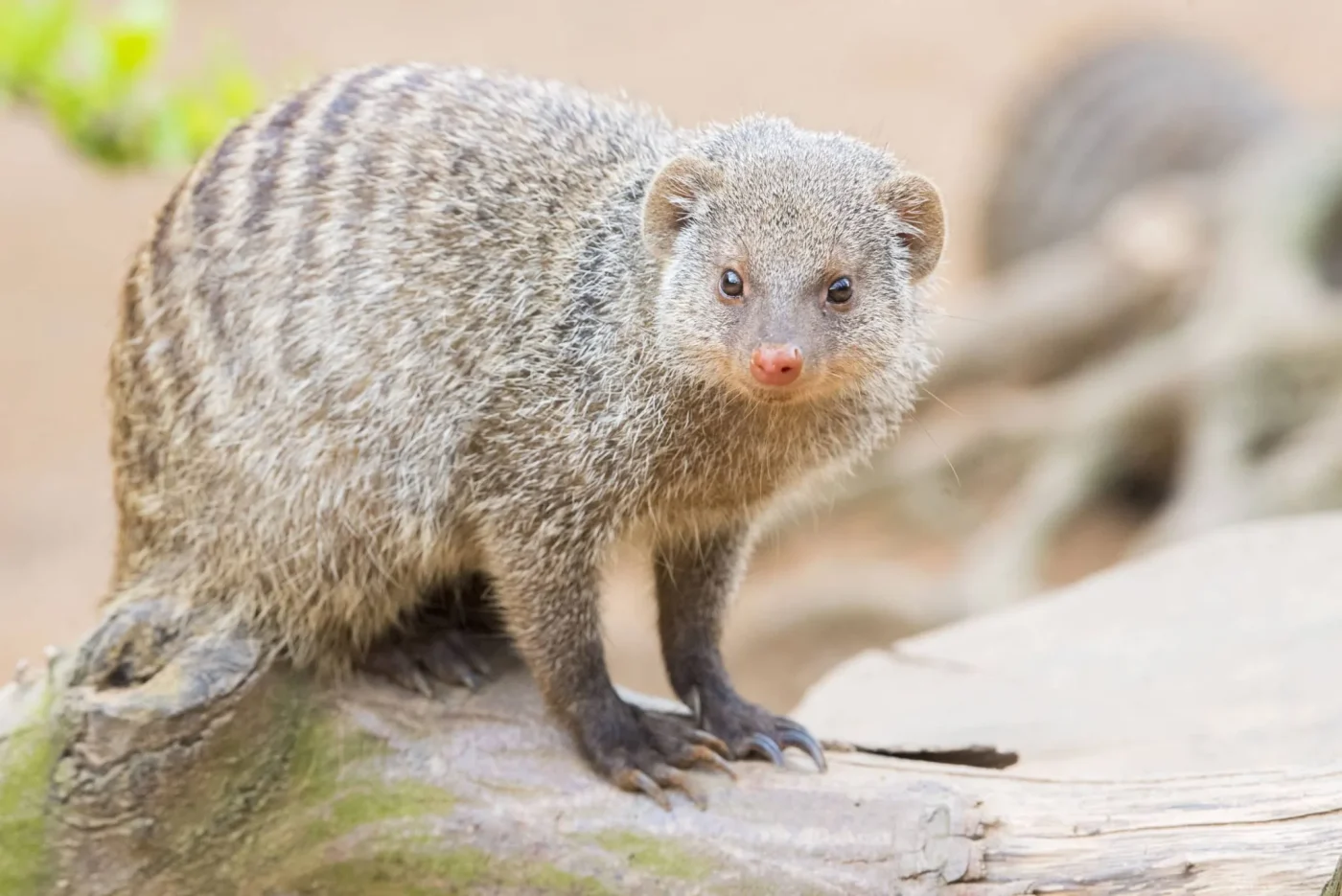 mangouste-rayee2_162