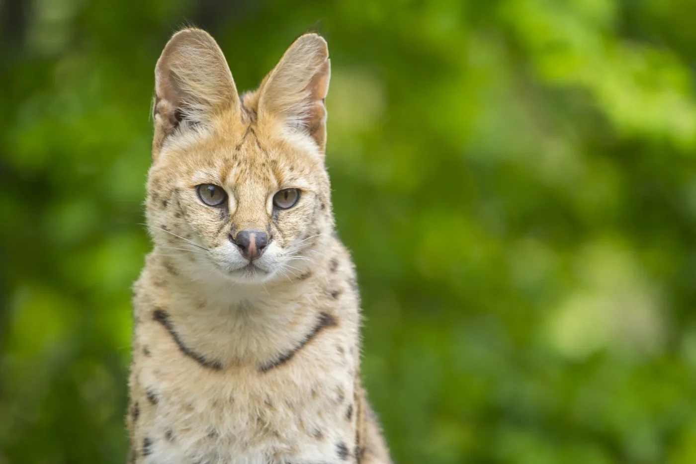 serval4