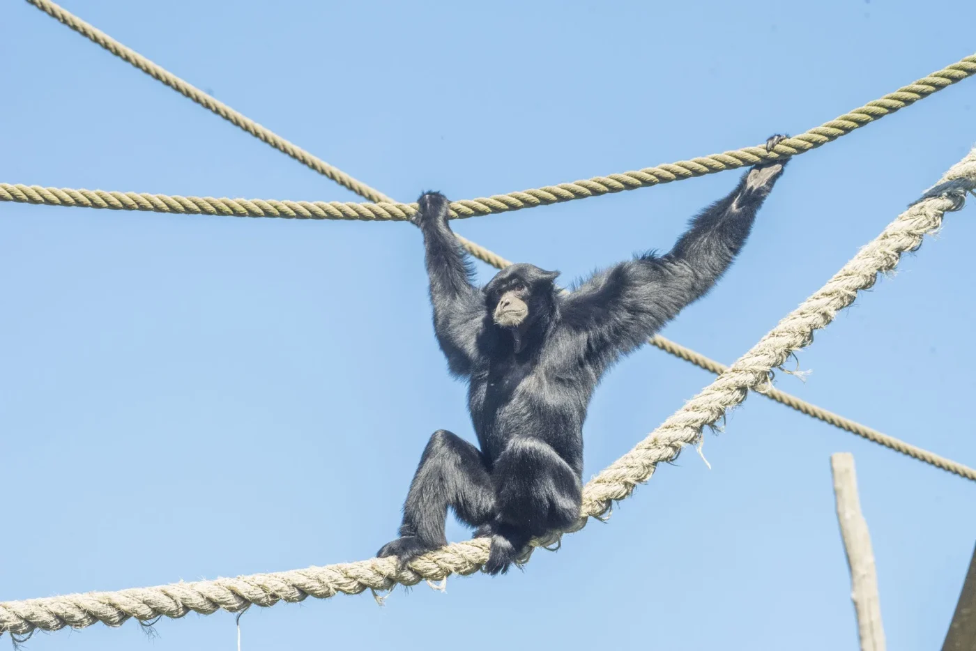 siamang2
