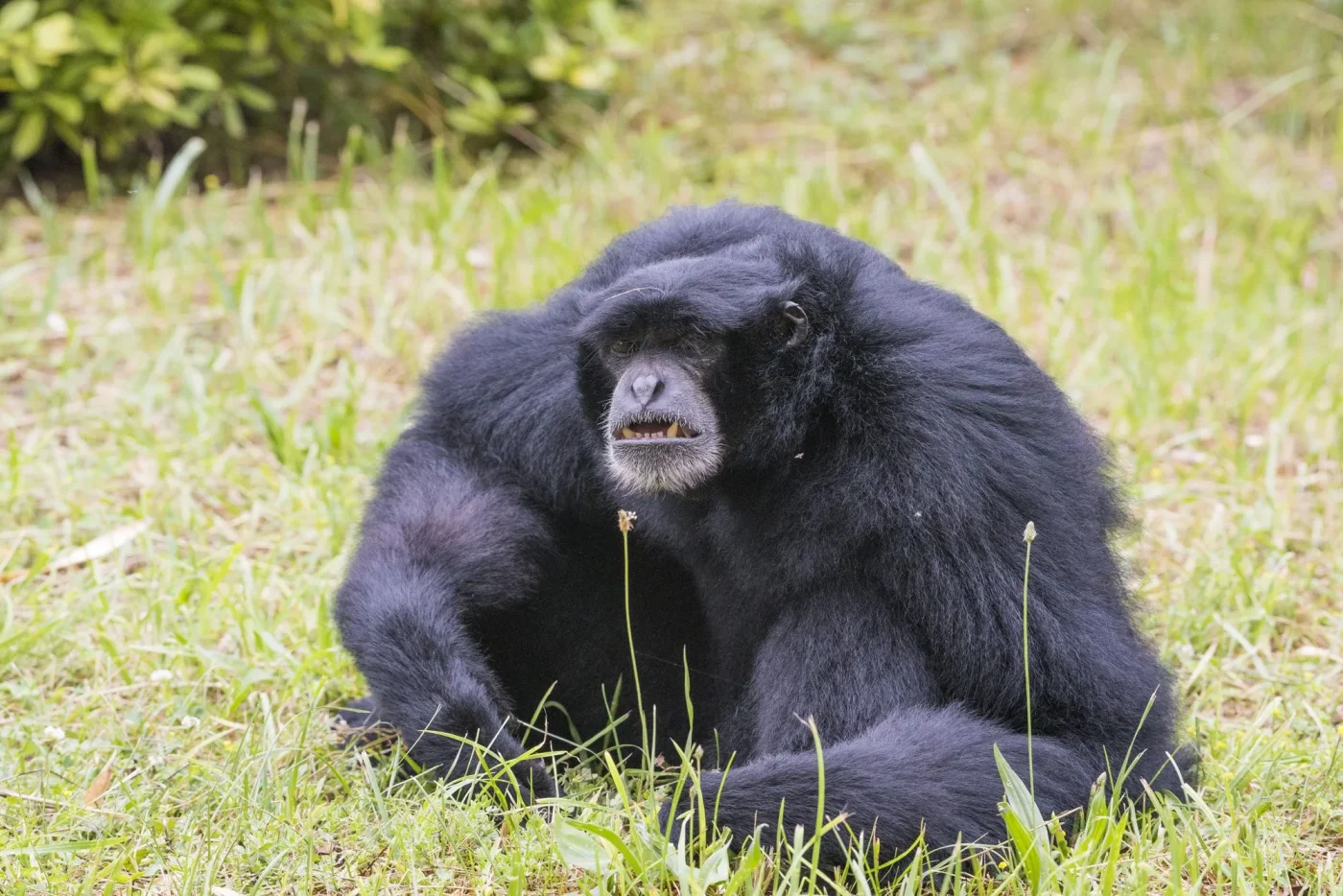 siamang4