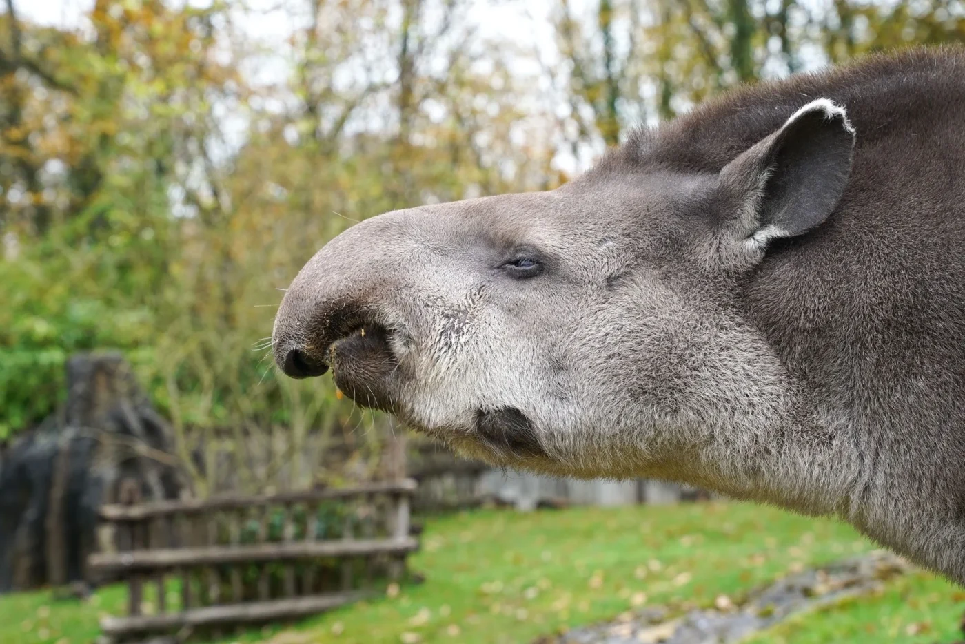 tapir4