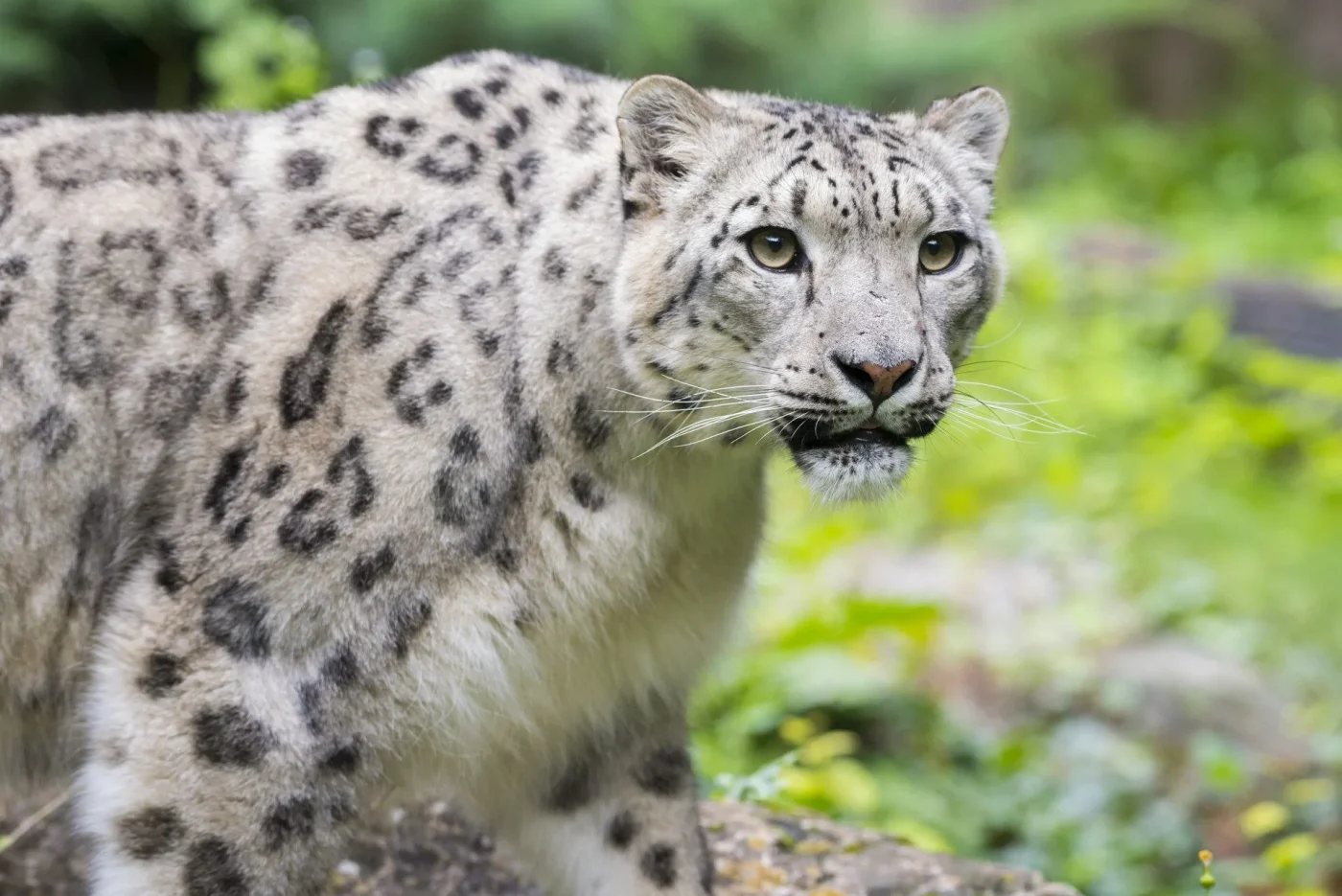 yala-panthere-des-neiges_adrien-farese_27.07.21